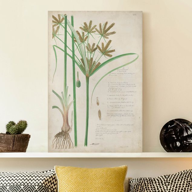 Quadri su tela con erbe  Disegno botanico vintage Erbe I