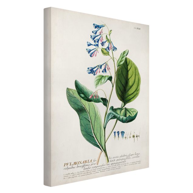 Quadro verde Illustrazione botanica vintage Pulmonaria