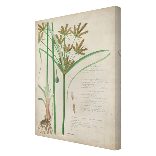Stampe Disegno botanico vintage Erbe I