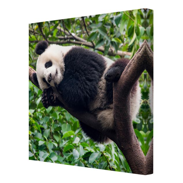 Quadri moderni   Panda addormentato sul ramo di un albero