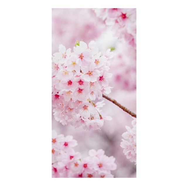 Quadri città Japanische Kirschblüten