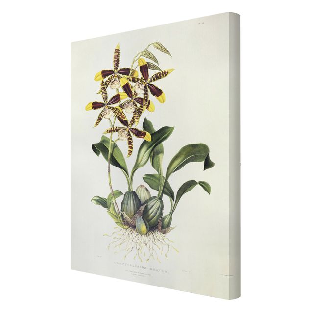 Quadri di fiori Maxim Gauci - Orchidea II