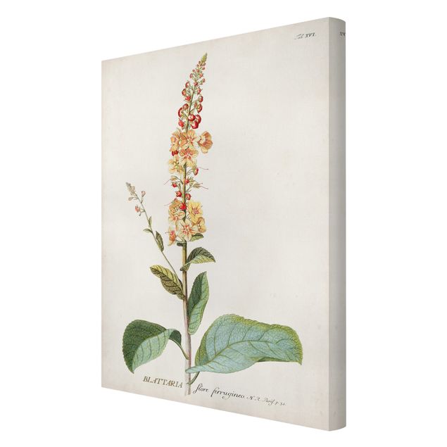 Stampa su tela Illustrazione botanica vintage Mullein