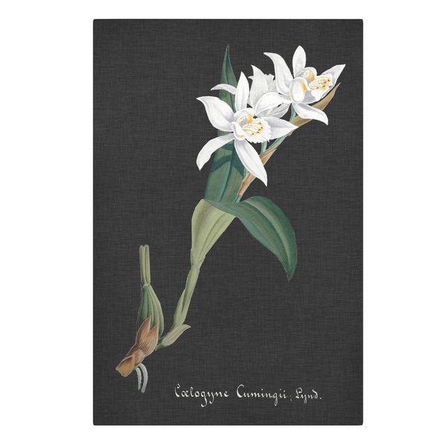 Quadro floreale Orchidea bianca su lino II