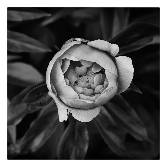 Quadri Fiore di peonia bianco Foglie anteriori nere