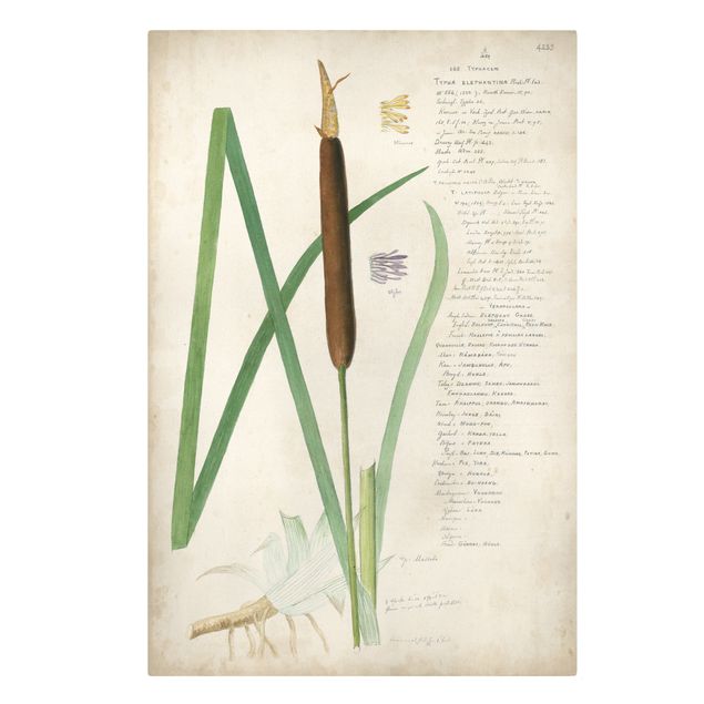 Quadri verdi Disegno botanico vintage Erbe II