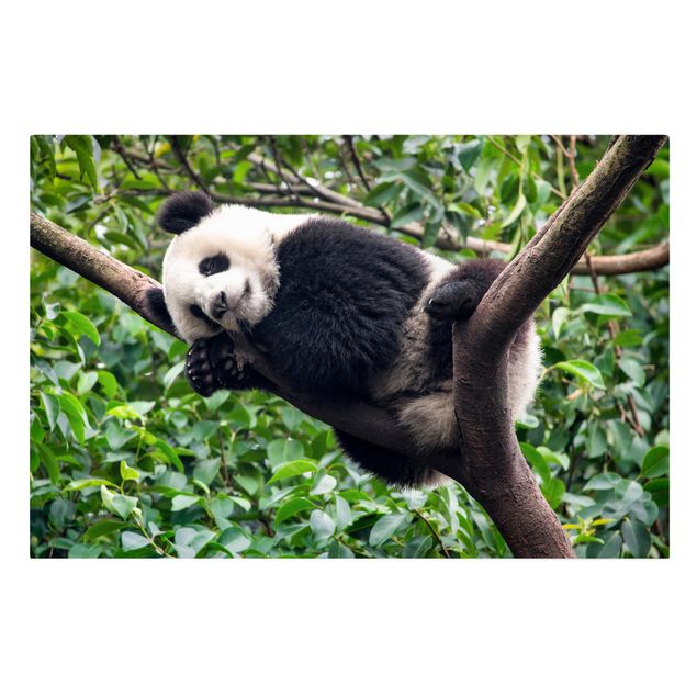 Quadri con animali della giungla Panda addormentato sul ramo di un albero