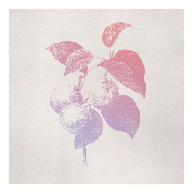 Quadri stampe Botanica moderna vintage - Pesca Rosa chiaro Viola