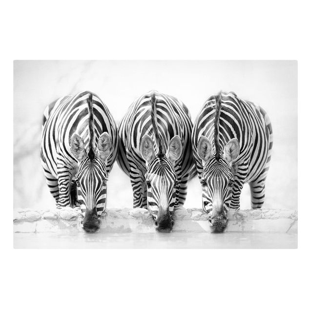 Quadro animali Trio di zebre in bianco e nero