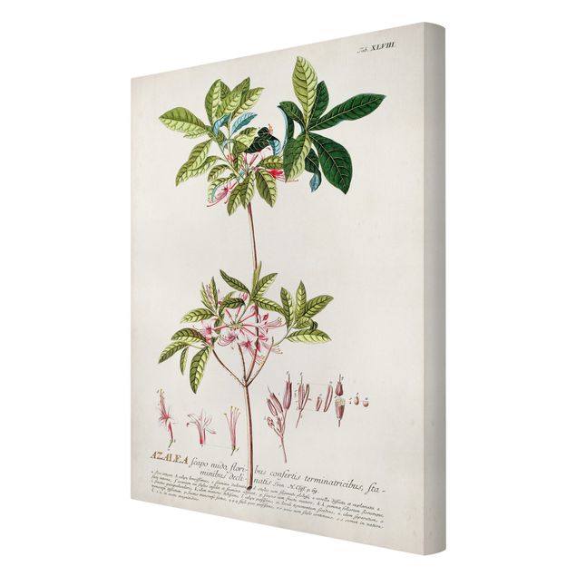 Stampa su tela Illustrazione botanica vintage Azalea