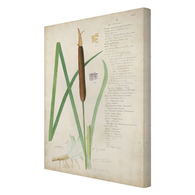 Quadri stampe Disegno botanico vintage Erbe II
