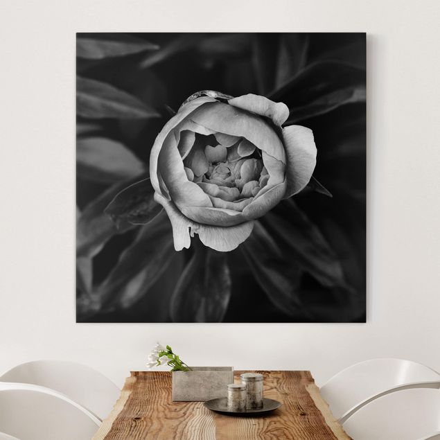 Tele rose Fiore di peonia bianco Foglie anteriori nere