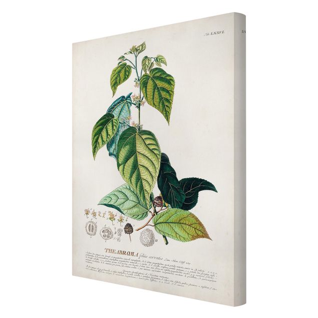Quadri su tela Illustrazione botanica vintage Cacao