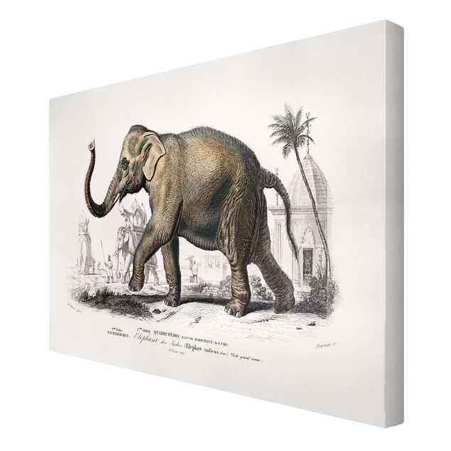 Quadri animali Bacheca vintage Elefante