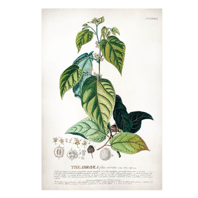 Quadri stampe Illustrazione botanica vintage Cacao