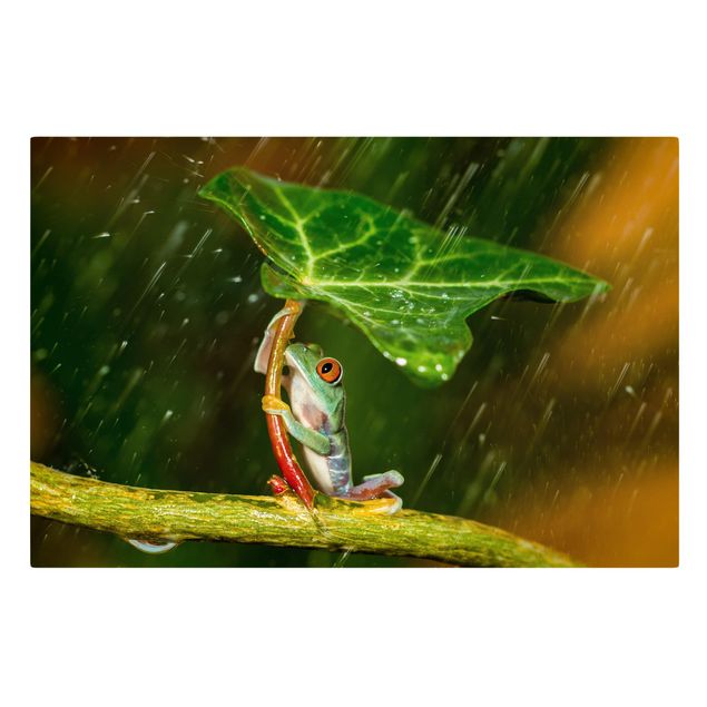Quadro verde Rana sotto la pioggia