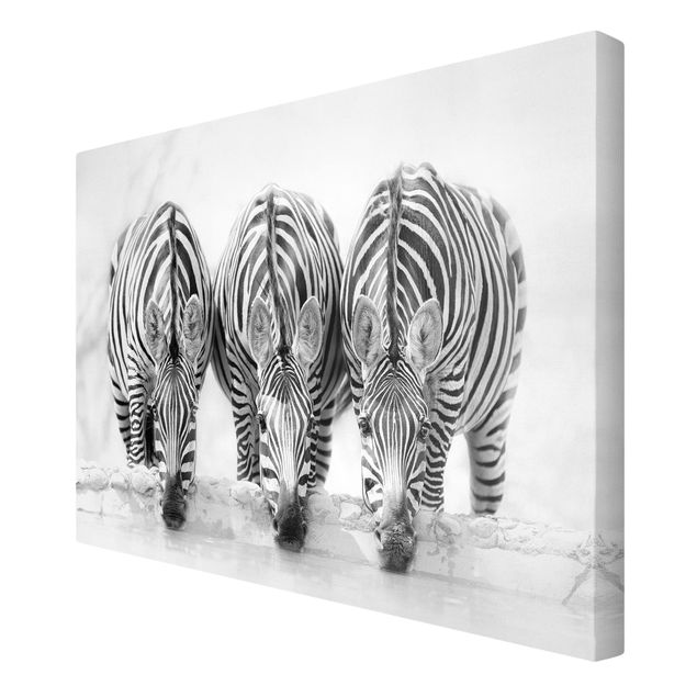 Quadri stampe Trio di zebre in bianco e nero