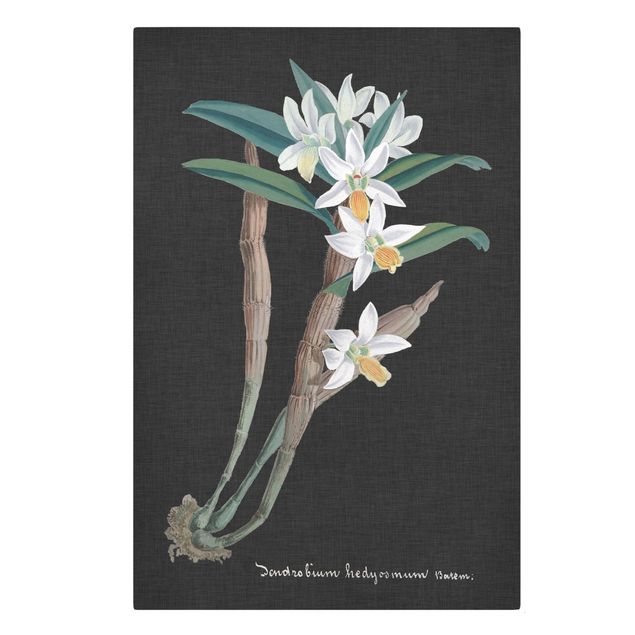 Quadro floreale Orchidea bianca su lino I