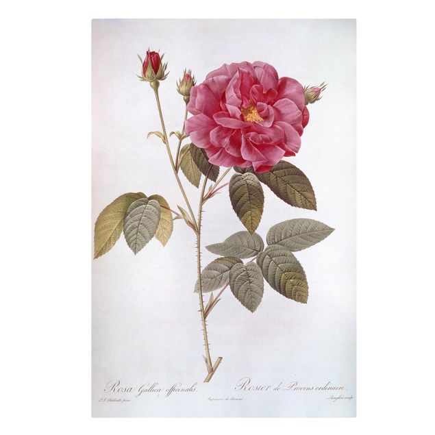Quadri con fiori Pierre Joseph Redoute - Rosa del farmacista