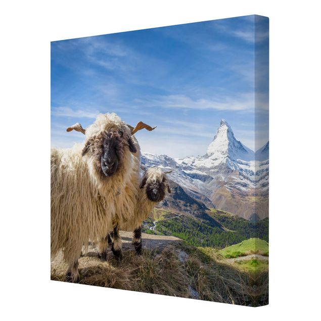 Quadro natura Pecore dal naso nero di Zermatt