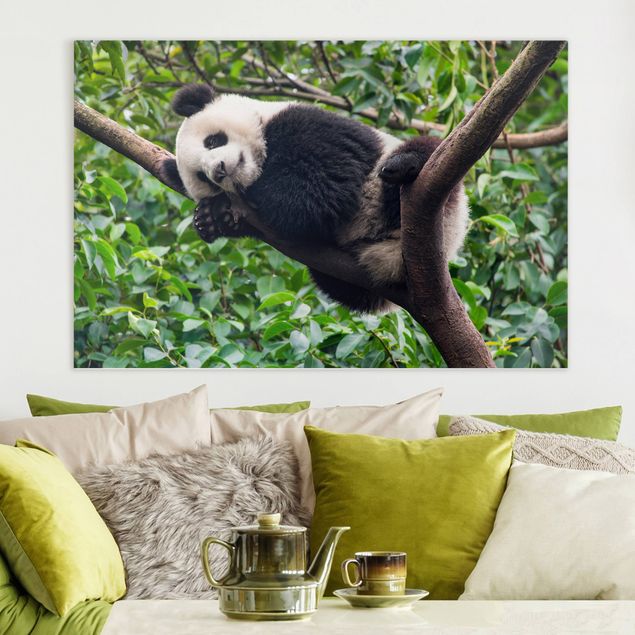 Quadro panda Panda addormentato sul ramo di un albero