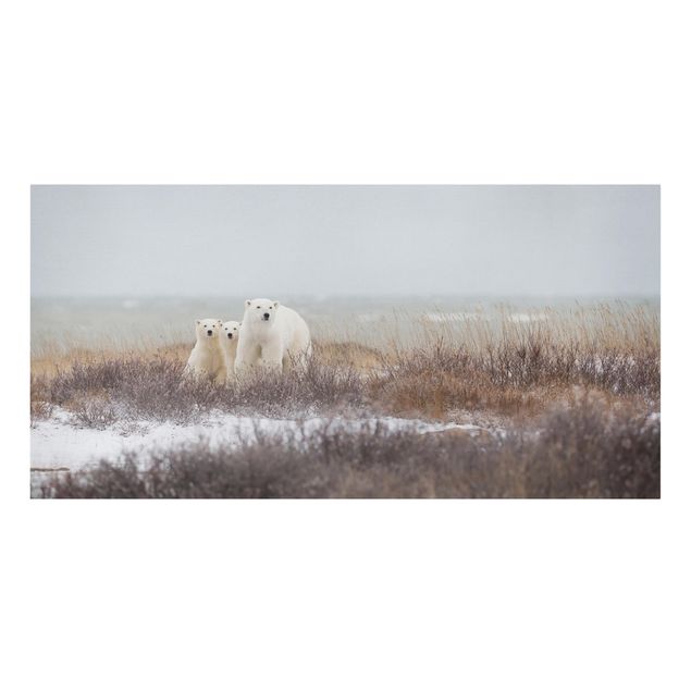 Quadri Orso polare e i suoi cuccioli