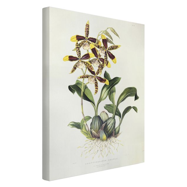 Quadri su tela con orchidee Maxim Gauci - Orchidea II