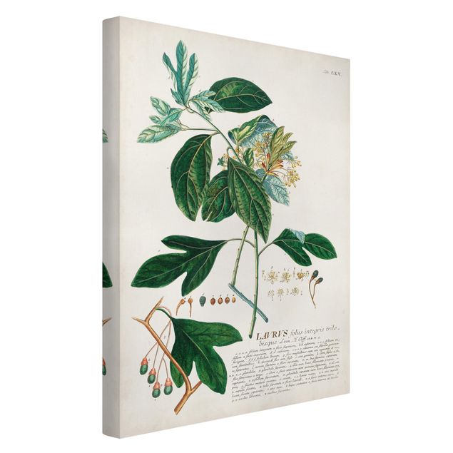 Quadri verdi Illustrazione botanica vintage Alloro