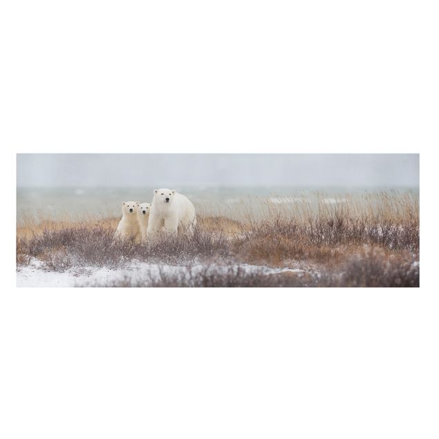 Quadri stampe Orso polare e i suoi cuccioli