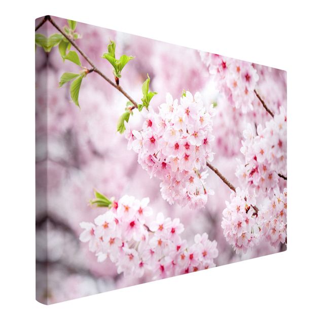 Quadri con fiori Japanische Kirschblüten
