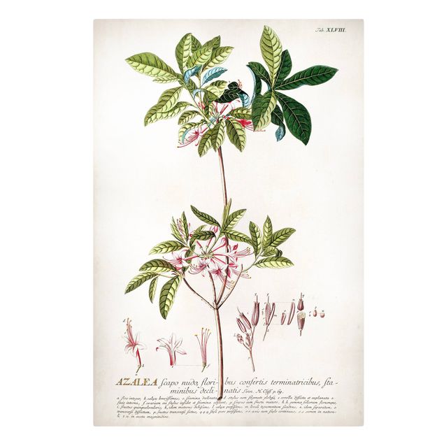 Quadri Illustrazione botanica vintage Azalea