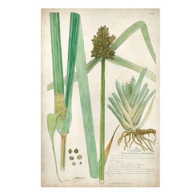Quadri verdi Disegno botanico vintage Erbe III