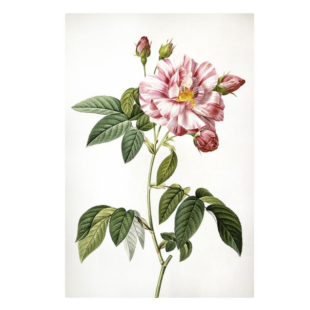 Quadri con fiori Pierre Joseph Redoute - Rosa gallica rosa