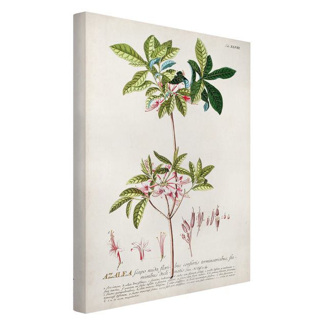 Quadro verde Illustrazione botanica vintage Azalea