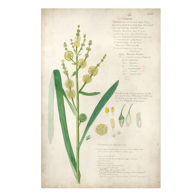 Quadri verdi Disegno botanico vintage Erbe IV