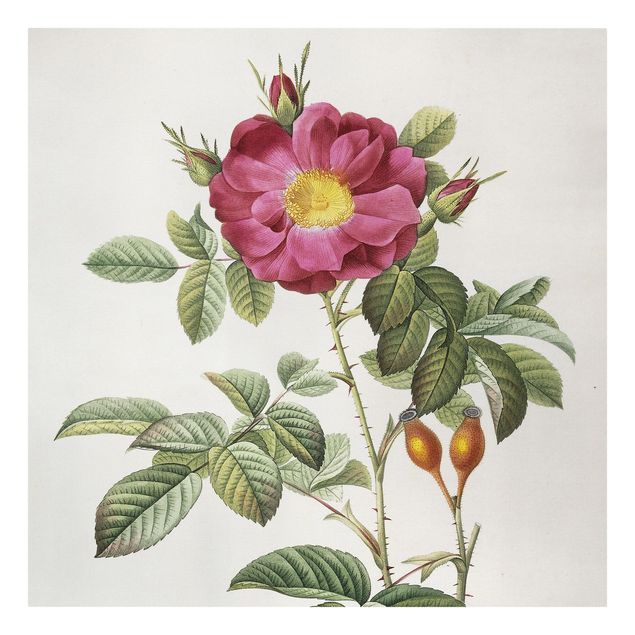Quadri fiori Pierre Joseph Redoute - Rosa di Portland