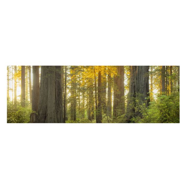 Quadri sulla natura Parco nazionale di Redwood