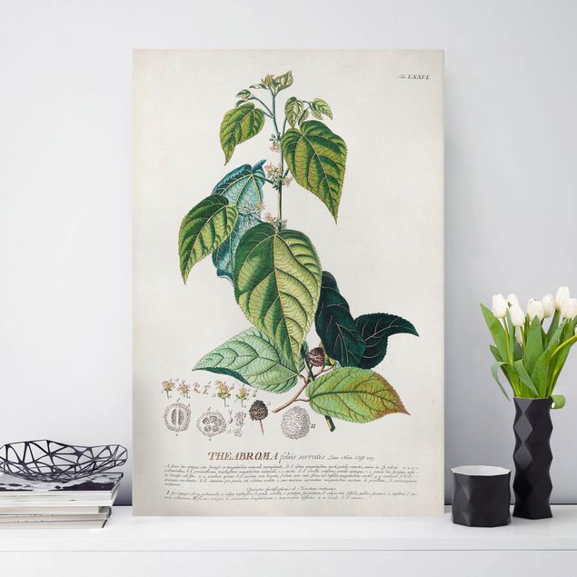 Quadri di fiori Illustrazione botanica vintage Cacao