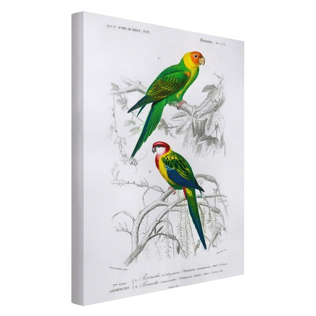 Quadri con animali Bacheca vintage Due pappagalli verde rosso