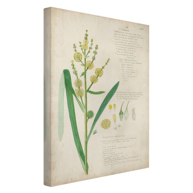 Quadri floreali Disegno botanico vintage Erbe IV