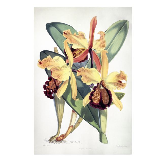 Quadri di fiori Walter Hood Fitch - Orchidea