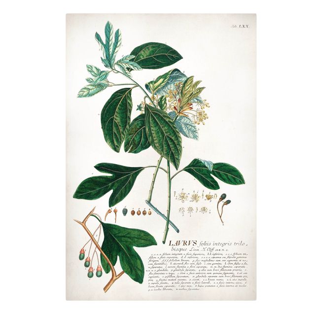 Stampe Illustrazione botanica vintage Alloro