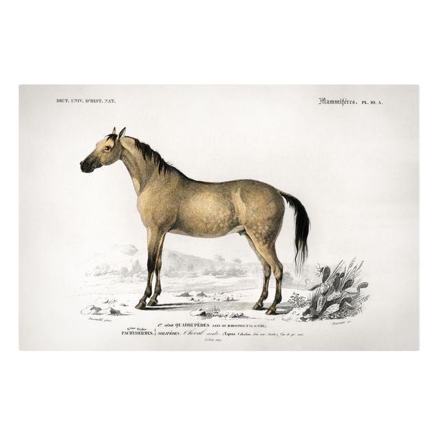 Stampe su tela vintage Bacheca Vintage Cavallo