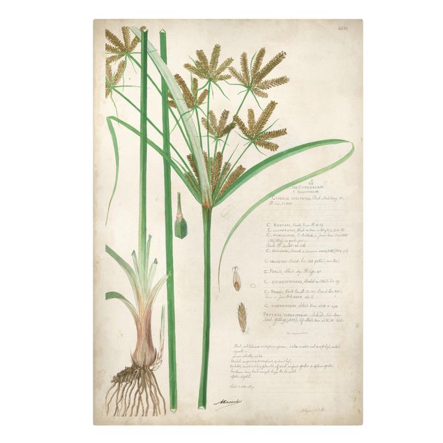 Quadri verdi Disegno botanico vintage Erbe I