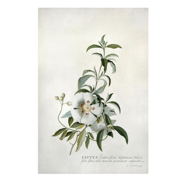 Quadri di fiori Georg Dionysius Ehret - Rosa canina