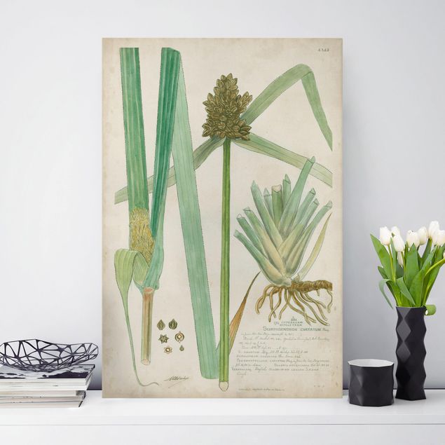 Quadri su tela con erbe  Disegno botanico vintage Erbe III
