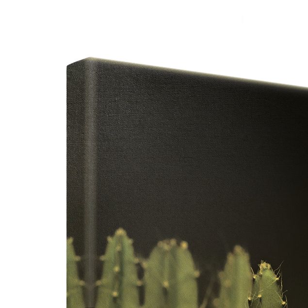 Stampe Cactus del deserto di notte