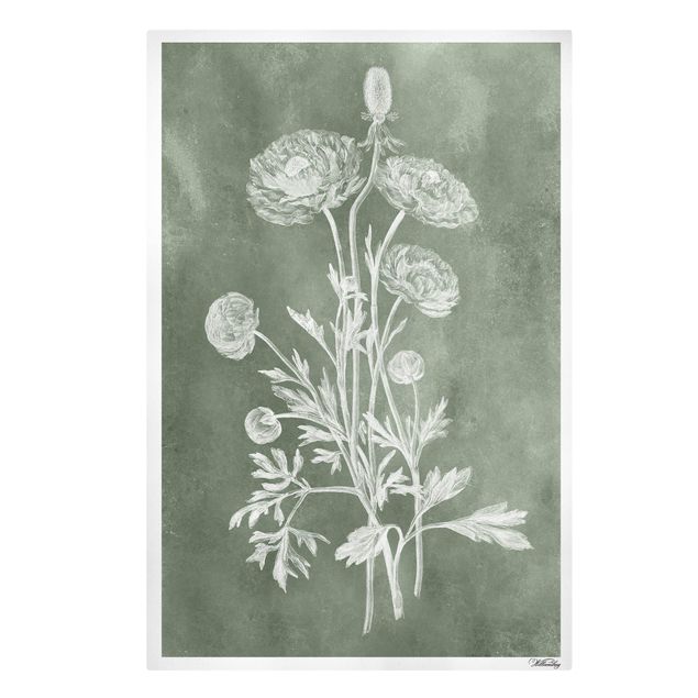 Stampe Illustrazione vintage Salvia