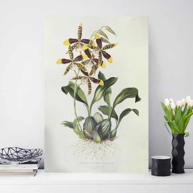 Riproduzioni quadri famosi Maxim Gauci - Orchidea II