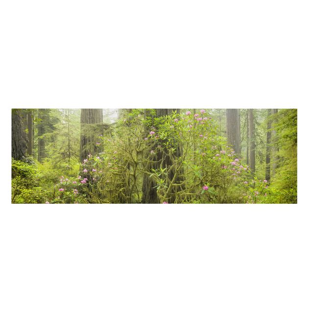 Quadri natura Parco statale delle sequoie della costa di Del Norte, California